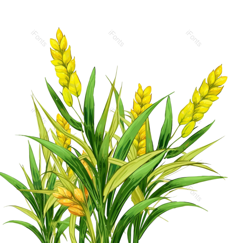 麦子图片,丰收元素,麦田PNG,麦穗免抠素材